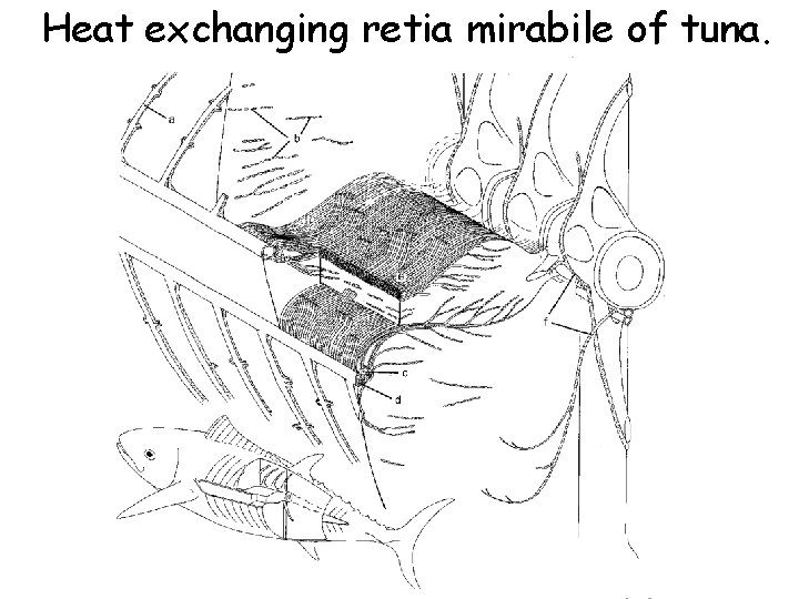 Heat exchanging retia mirabile of tuna. Heat exchanging retia mirabile of tuna.