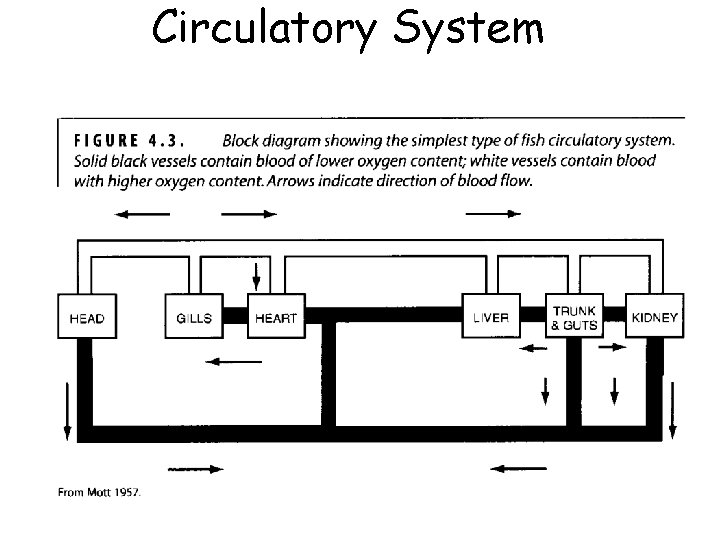 Circulatory System Circulatory System