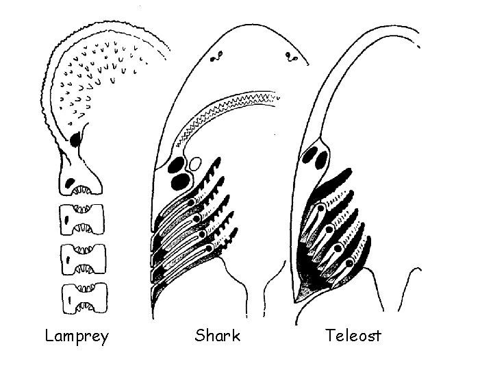 Lamprey Shark Teleost Lamprey Shark Teleost