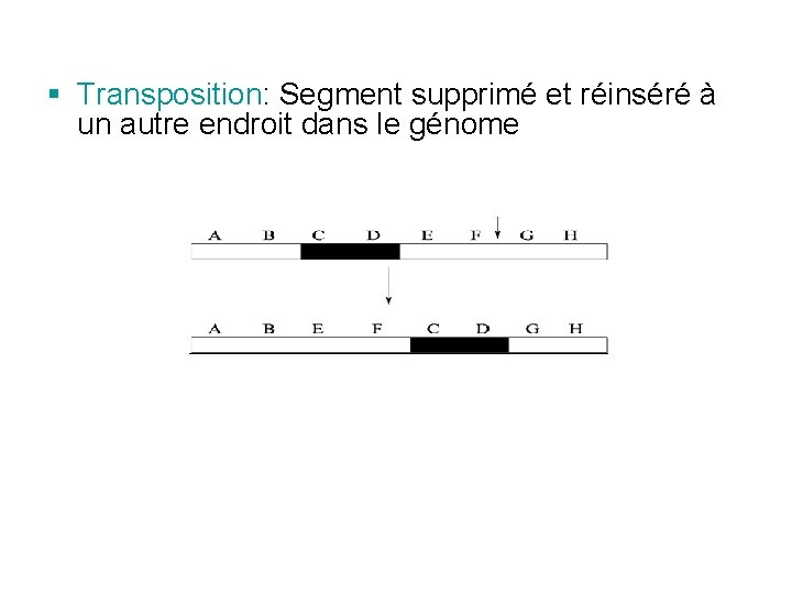 § Transposition: Segment supprimé et réinséré à un autre endroit dans le génome § Transposition: Segment supprimé et réinséré à un autre endroit dans le génome