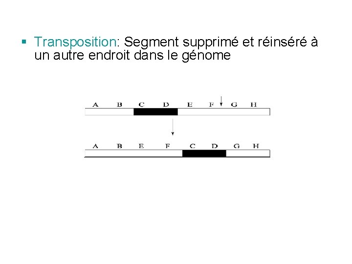 § Transposition: Segment supprimé et réinséré à un autre endroit dans le génome 