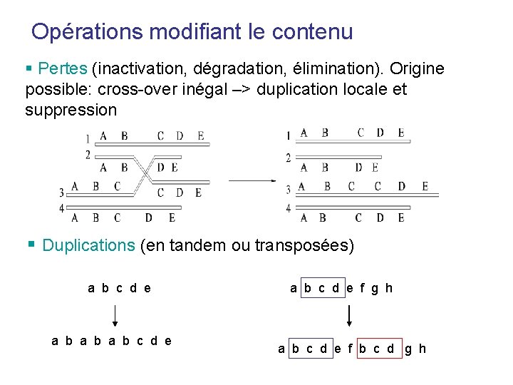 Opérations modifiant le contenu § Pertes (inactivation, dégradation, élimination). Origine possible: cross-over inégal –> Opérations modifiant le contenu § Pertes (inactivation, dégradation, élimination). Origine possible: cross-over inégal –>