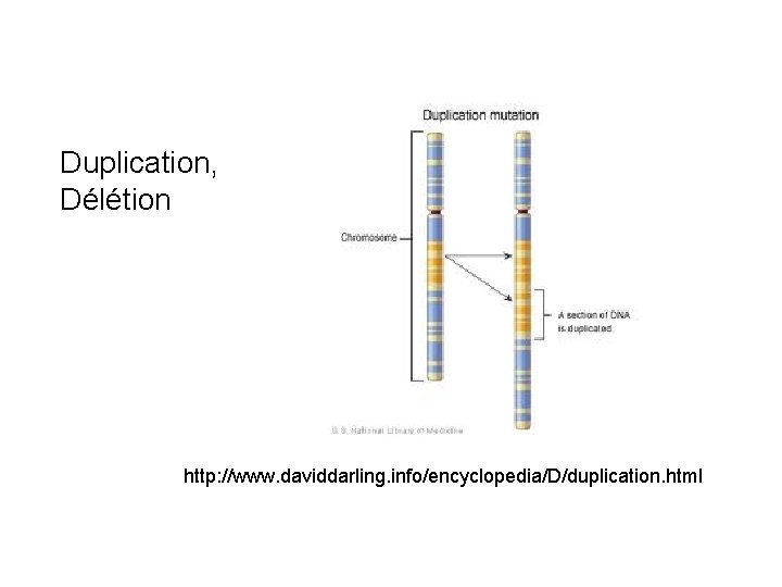 Duplication, Délétion http: //www. daviddarling. info/encyclopedia/D/duplication. html Duplication, Délétion http: //www. daviddarling. info/encyclopedia/D/duplication. html