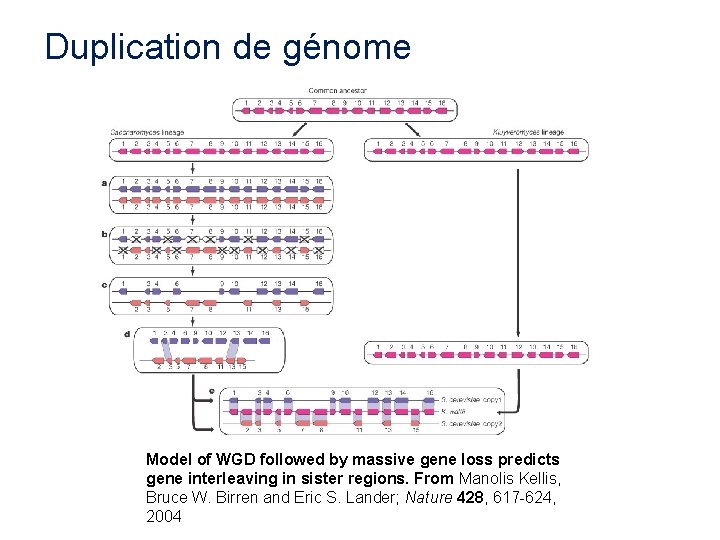 Duplication de génome Model of WGD followed by massive gene loss predicts gene interleaving Duplication de génome Model of WGD followed by massive gene loss predicts gene interleaving
