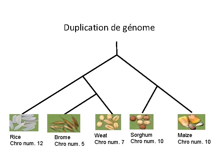 Duplication de génome Rice Chro num. 12 Brome Chro num. 5 Weat Chro num. Duplication de génome Rice Chro num. 12 Brome Chro num. 5 Weat Chro num.