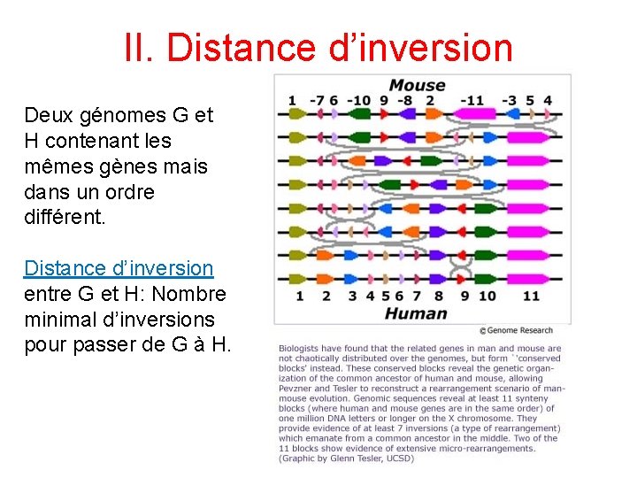 II. Distance d’inversion Deux génomes G et H contenant les mêmes gènes mais dans II. Distance d’inversion Deux génomes G et H contenant les mêmes gènes mais dans