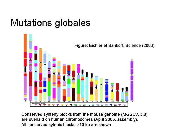 Mutations globales Figure: Eichler et Sankoff, Science (2003) Conserved synteny blocks from the mouse Mutations globales Figure: Eichler et Sankoff, Science (2003) Conserved synteny blocks from the mouse