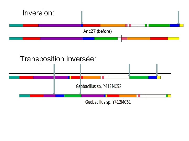Inversion: Transposition inversée: Inversion: Transposition inversée: