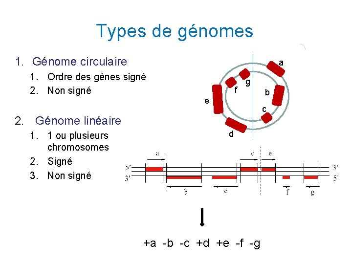 Types de génomes 1. Génome circulaire a 1. Ordre des gènes signé 2. Non Types de génomes 1. Génome circulaire a 1. Ordre des gènes signé 2. Non