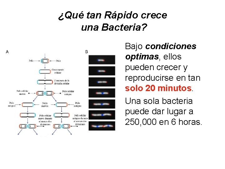 ¿Qué tan Rápido crece una Bacteria? • Bajo condiciones optimas, ellos pueden crecer y