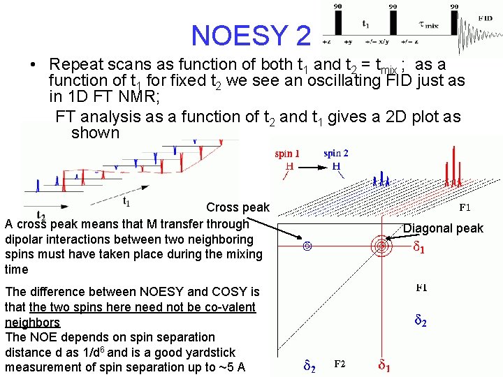 NOESY 2 • Repeat scans as function of both t 1 and t 2 NOESY 2 • Repeat scans as function of both t 1 and t 2