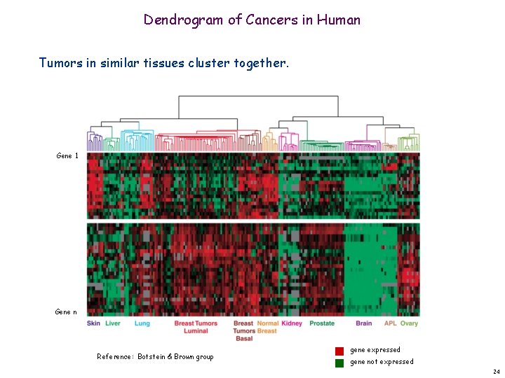Dendrogram of Cancers in Human Tumors in similar tissues cluster together. Gene 1 Gene