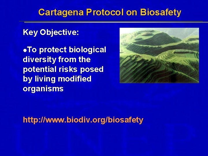 Cartagena Protocol on Biosafety Key Objective: l. To protect biological diversity from the potential