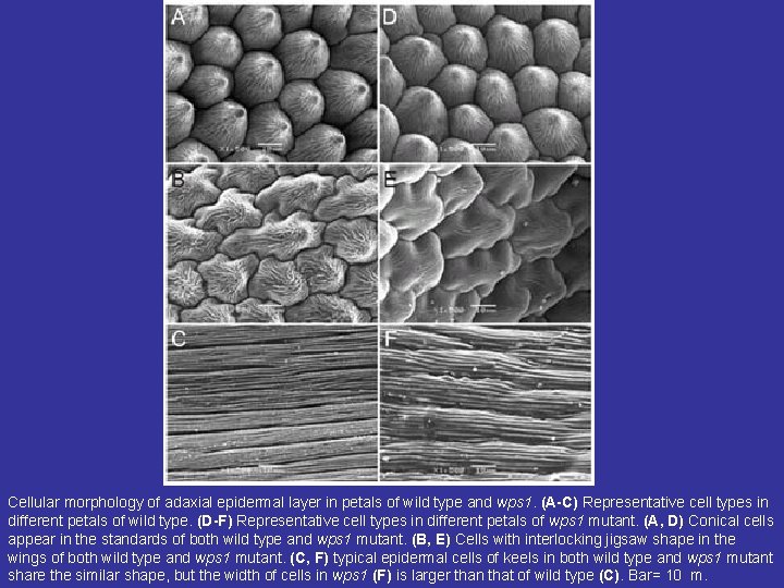 Cellular morphology of adaxial epidermal layer in petals of wild type and wps 1.
