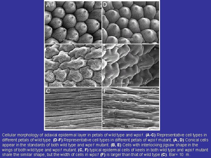 Cellular morphology of adaxial epidermal layer in petals of wild type and wps 1. Cellular morphology of adaxial epidermal layer in petals of wild type and wps 1.