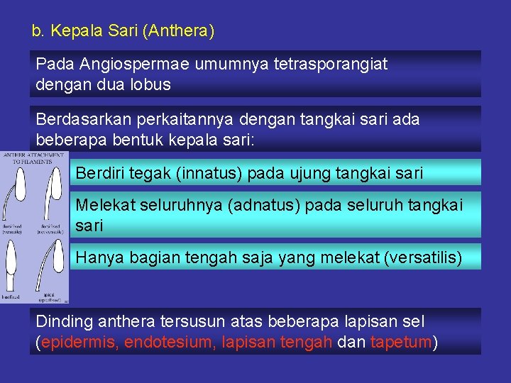 b. Kepala Sari (Anthera) Pada Angiospermae umumnya tetrasporangiat dengan dua lobus Berdasarkan perkaitannya dengan