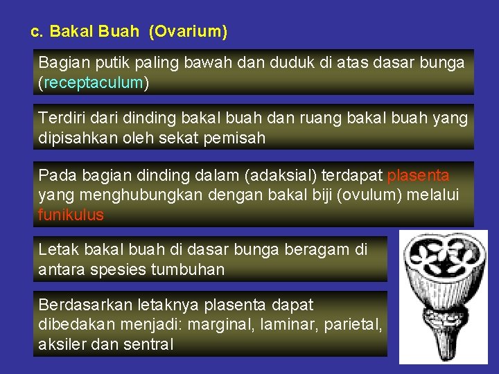 c. Bakal Buah (Ovarium) Bagian putik paling bawah dan duduk di atas dasar bunga c. Bakal Buah (Ovarium) Bagian putik paling bawah dan duduk di atas dasar bunga