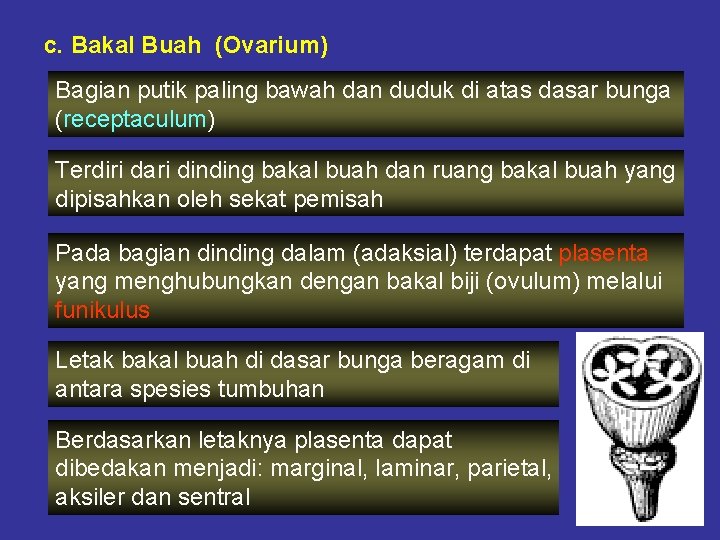 c. Bakal Buah (Ovarium) Bagian putik paling bawah dan duduk di atas dasar bunga