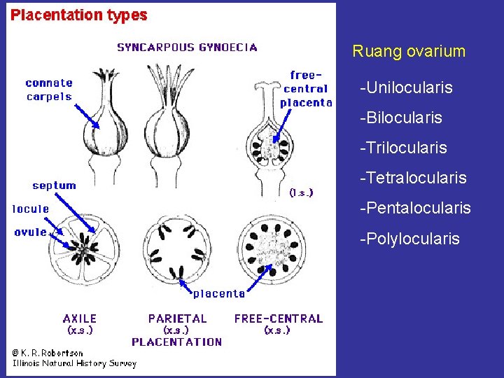 Ruang ovarium -Unilocularis -Bilocularis -Trilocularis -Tetralocularis -Pentalocularis -Polylocularis 