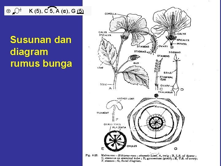  K (5), C 5, A (α), G (5) Susunan diagram rumus bunga 