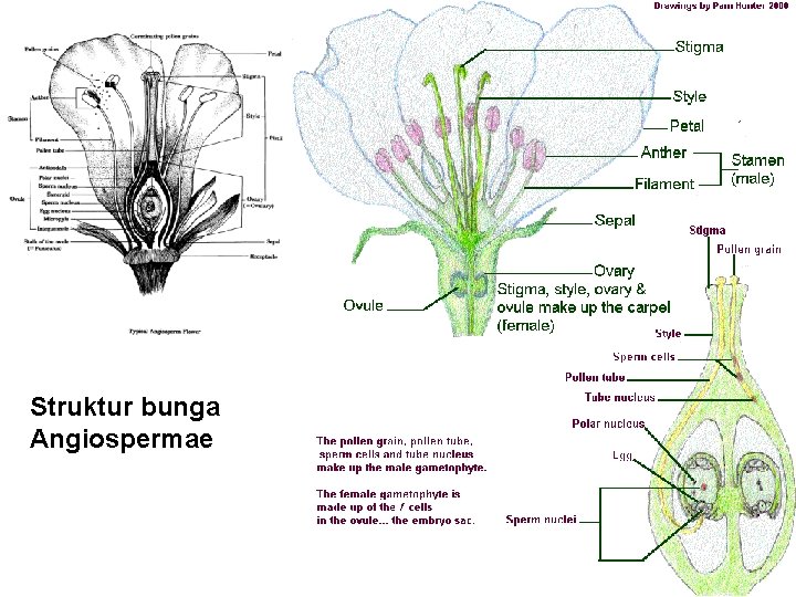 Struktur bunga Angiospermae 