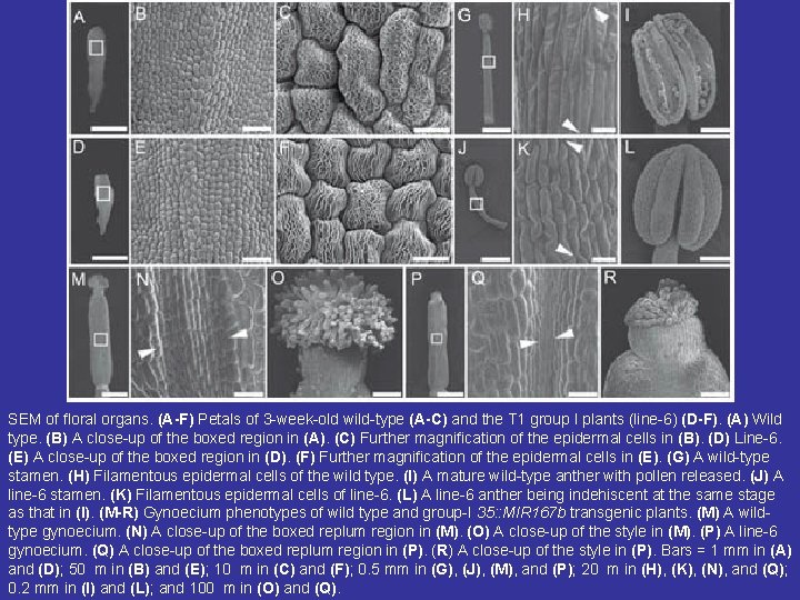 SEM of floral organs. (A-F) Petals of 3 -week-old wild-type (A-C) and the T SEM of floral organs. (A-F) Petals of 3 -week-old wild-type (A-C) and the T