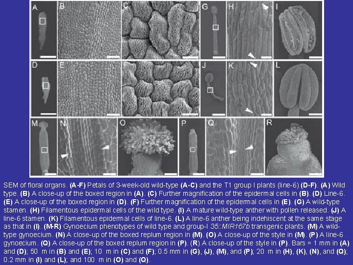 SEM of floral organs. (A-F) Petals of 3 -week-old wild-type (A-C) and the T