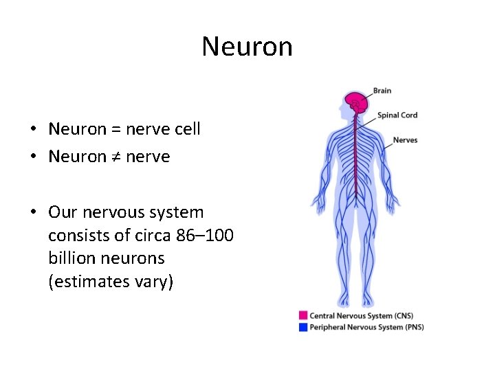 Neuron • Neuron = nerve cell • Neuron ≠ nerve • Our nervous system