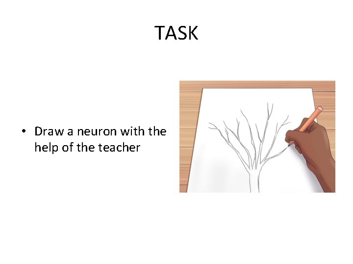 TASK • Draw a neuron with the help of the teacher 