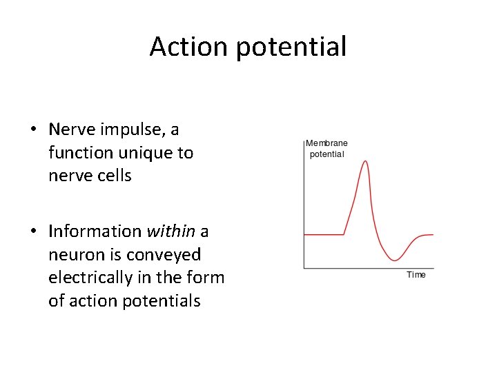 Action potential • Nerve impulse, a function unique to nerve cells • Information within