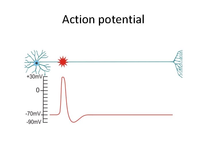 Action potential 