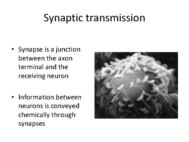 Synaptic transmission • Synapse is a junction between the axon terminal and the receiving