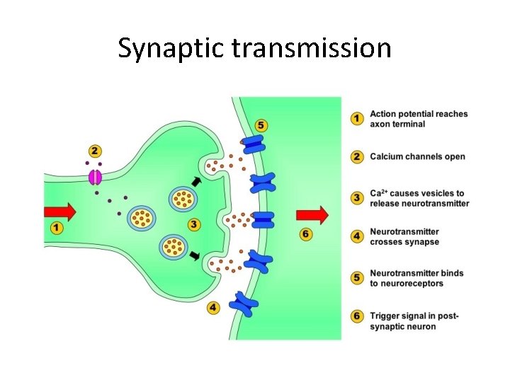 Synaptic transmission 