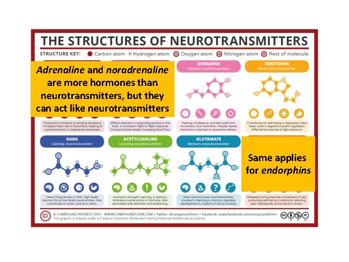 Adrenaline and noradrenaline are more hormones than neurotransmitters, but they can act like neurotransmitters