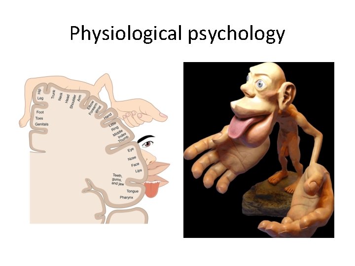 Physiological psychology 