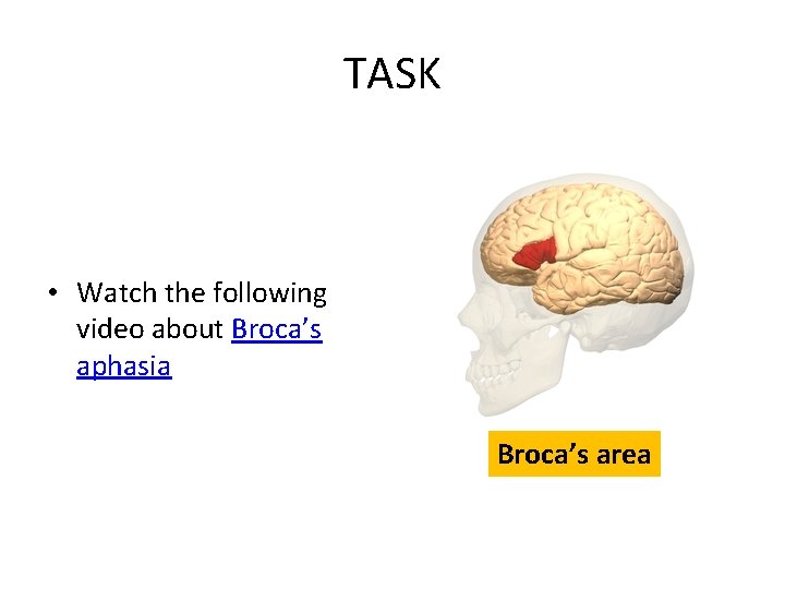 TASK • Watch the following video about Broca’s aphasia Broca’s area 