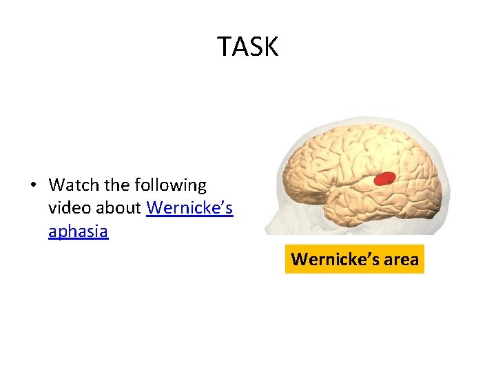 TASK • Watch the following video about Wernicke’s aphasia Wernicke’s area 