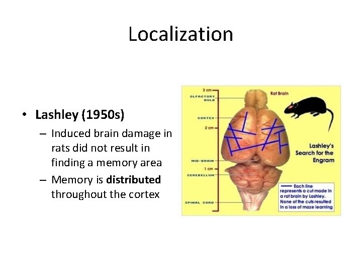 Localization • Lashley (1950 s) – Induced brain damage in rats did not result