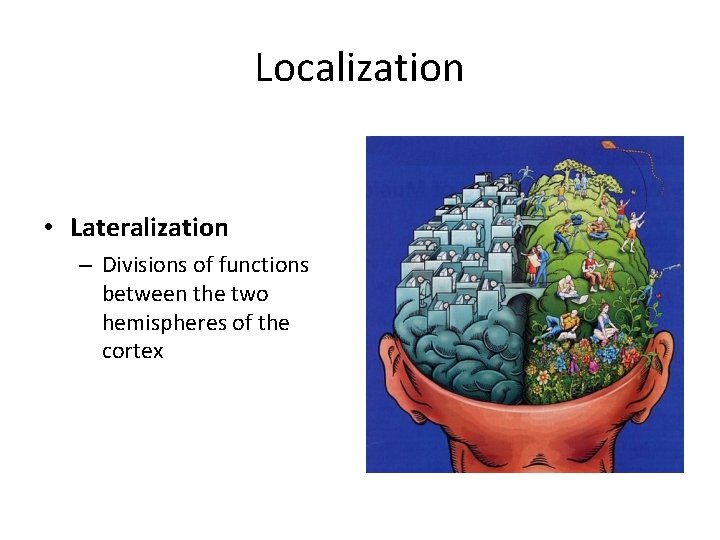 Localization • Lateralization – Divisions of functions between the two hemispheres of the cortex