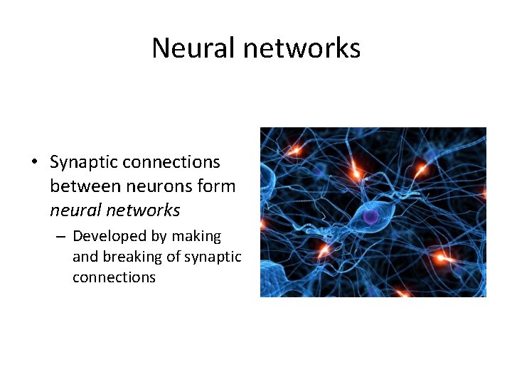 Neural networks • Synaptic connections between neurons form neural networks – Developed by making