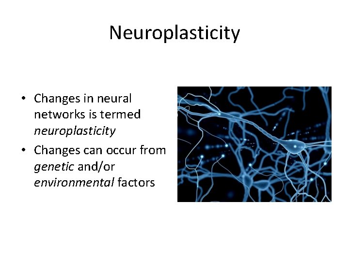 Neuroplasticity • Changes in neural networks is termed neuroplasticity • Changes can occur from