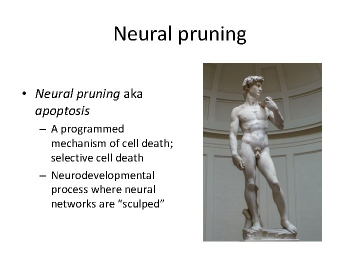 Neural pruning • Neural pruning aka apoptosis – A programmed mechanism of cell death;