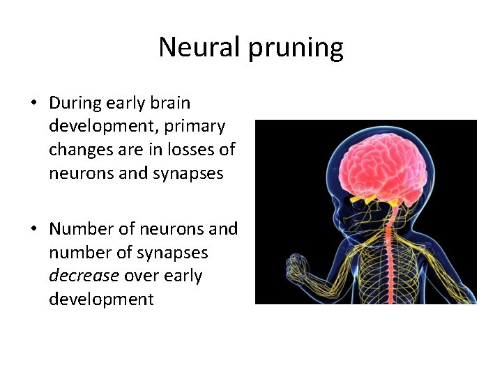 Neural pruning • During early brain development, primary changes are in losses of neurons