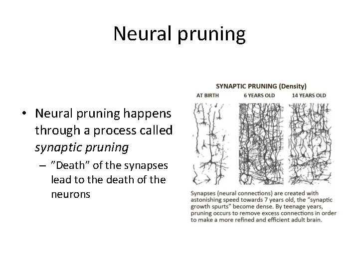 Neural pruning • Neural pruning happens through a process called synaptic pruning – ”Death”