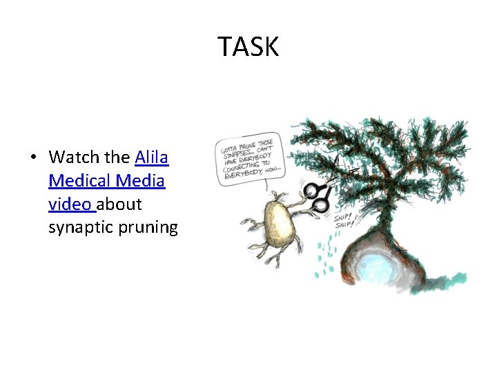 TASK • Watch the Alila Medical Media video about synaptic pruning 