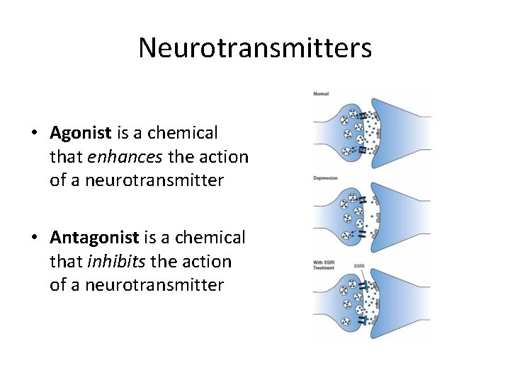 Neurotransmitters • Agonist is a chemical that enhances the action of a neurotransmitter •