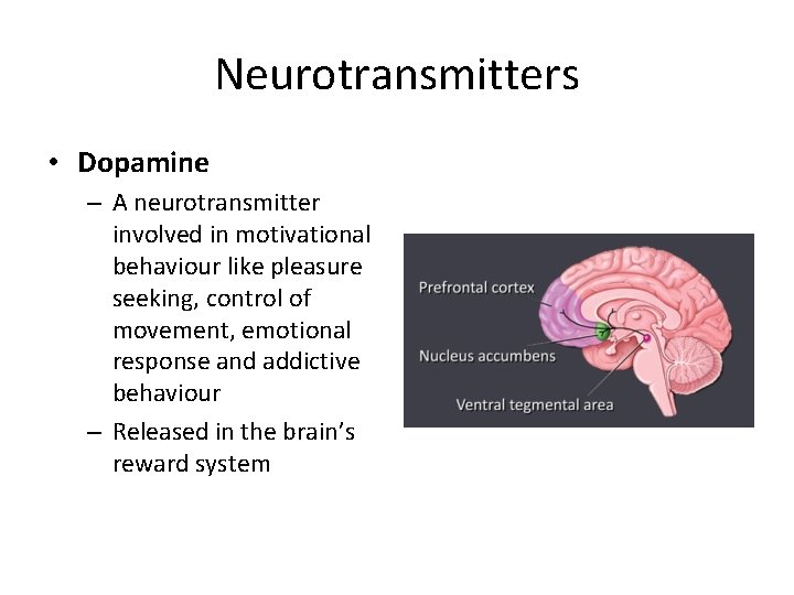 Neurotransmitters • Dopamine – A neurotransmitter involved in motivational behaviour like pleasure seeking, control