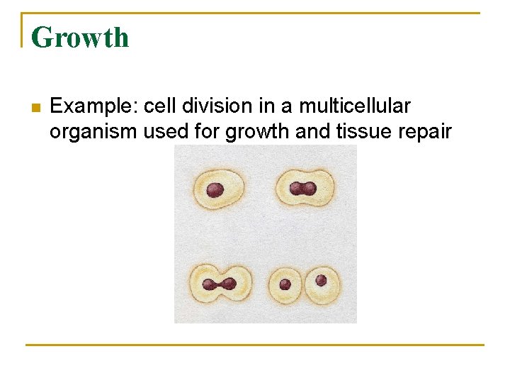 Growth n Example: cell division in a multicellular organism used for growth and tissue