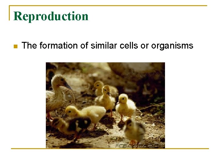 Reproduction n The formation of similar cells or organisms 