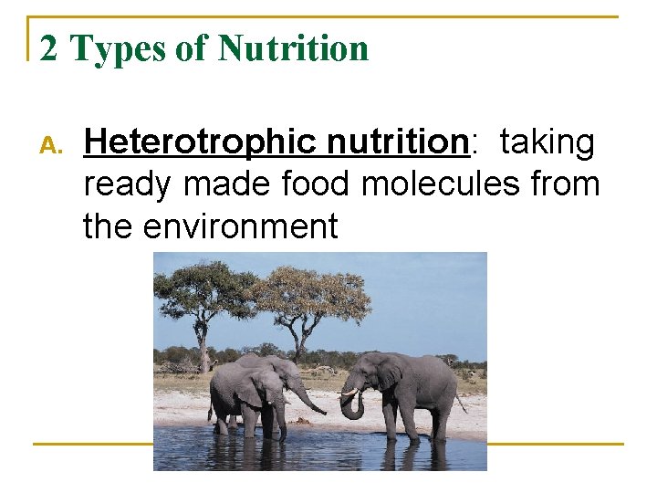 2 Types of Nutrition A. Heterotrophic nutrition: taking ready made food molecules from the